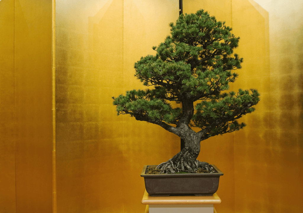 Cây bonsai thật – Vẻ đẹp tự nhiên nhưng tốn nhiều công chăm sóc